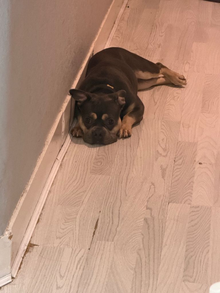 Microbully for sale female 