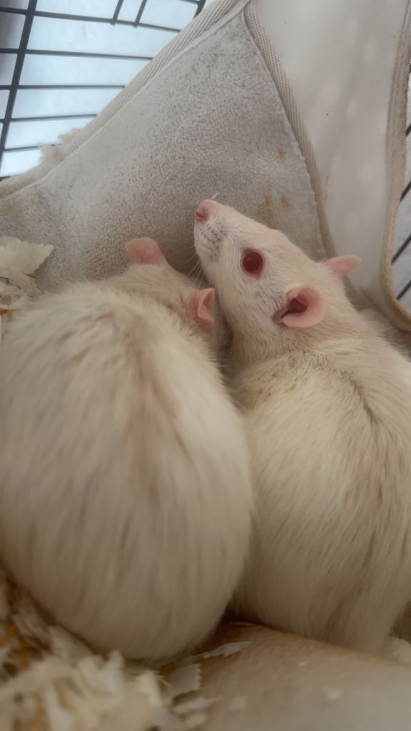 2 girl albino rats 