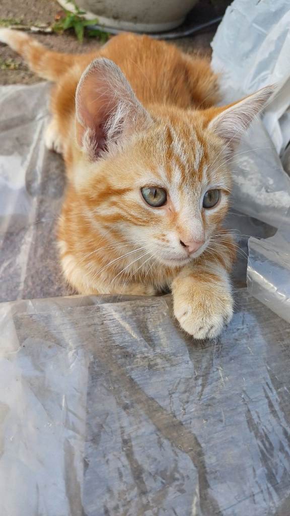 2 gorgeous fully vaccinated kittens for sale