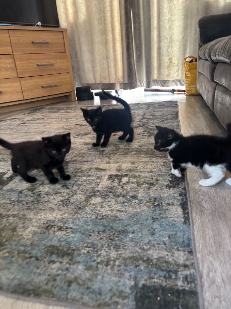 Kittens ready to leave this week 