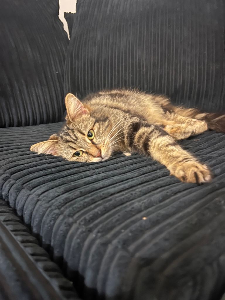 Friendly Female Cat for a Loving Home