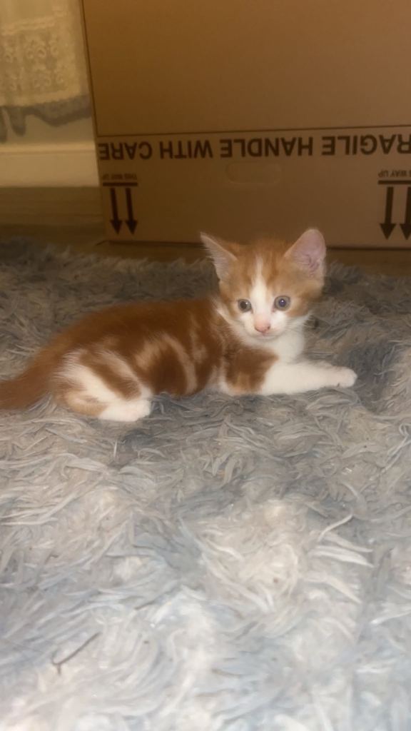 7 weeks old kittens