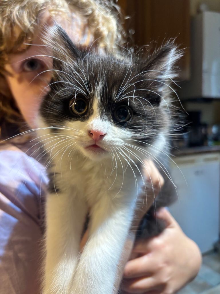 Beautiful Fluffy Loving Cuddly Kittens Used to Kids and Dogs 8 Weeks Now 