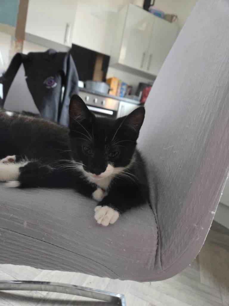 Kittens 