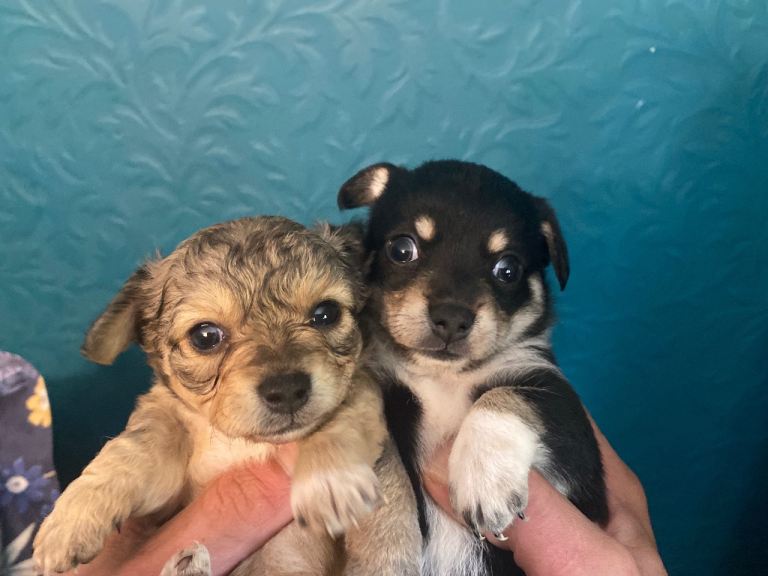 🐶 Gorgeous litter of toy breed pups🐶
