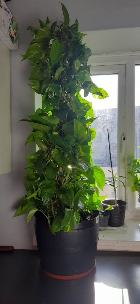 Large Healthy Money Plant (Golden Pothos) – Indoor Air Purifying Houseplant