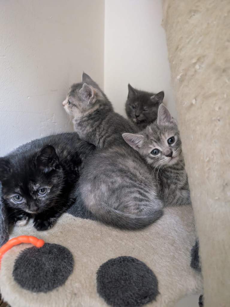 Female kittens for sale