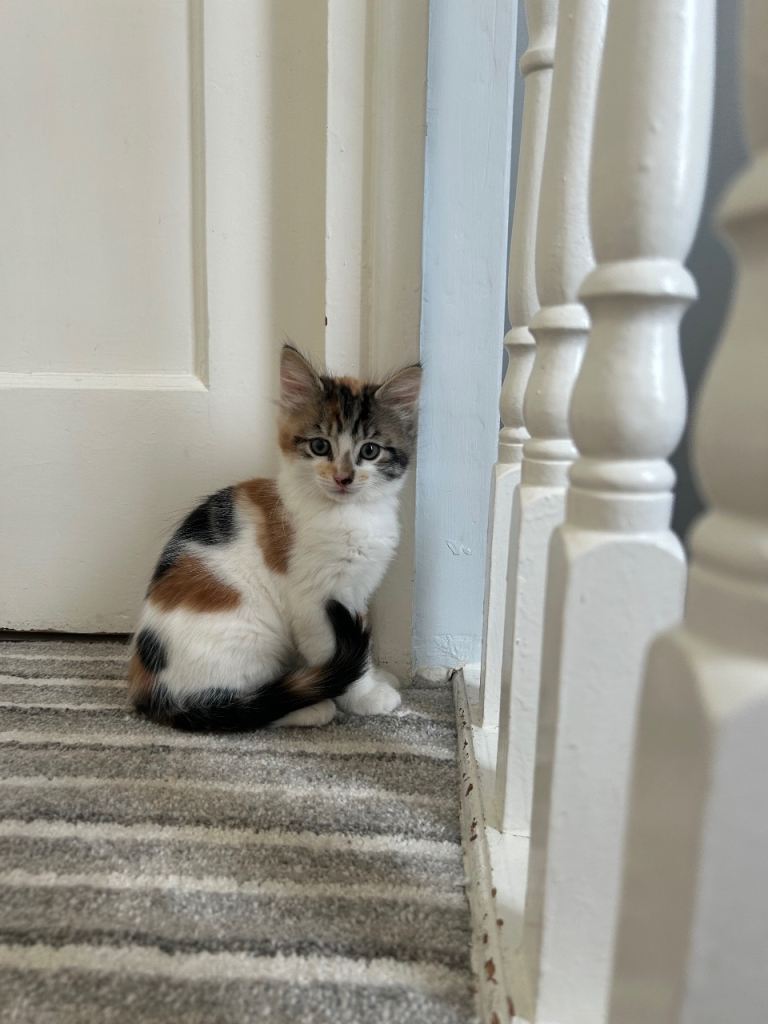 Adorable fluffy kittens 