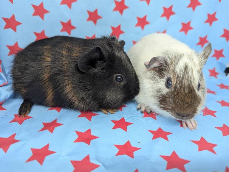 Sold Guinea pig sows (female) dalmatian 