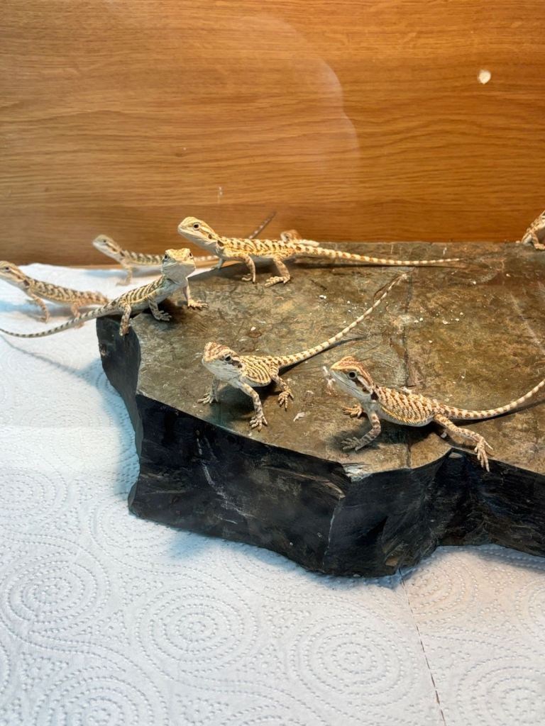 Bearded Dragons 