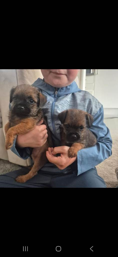 Border terrier pups