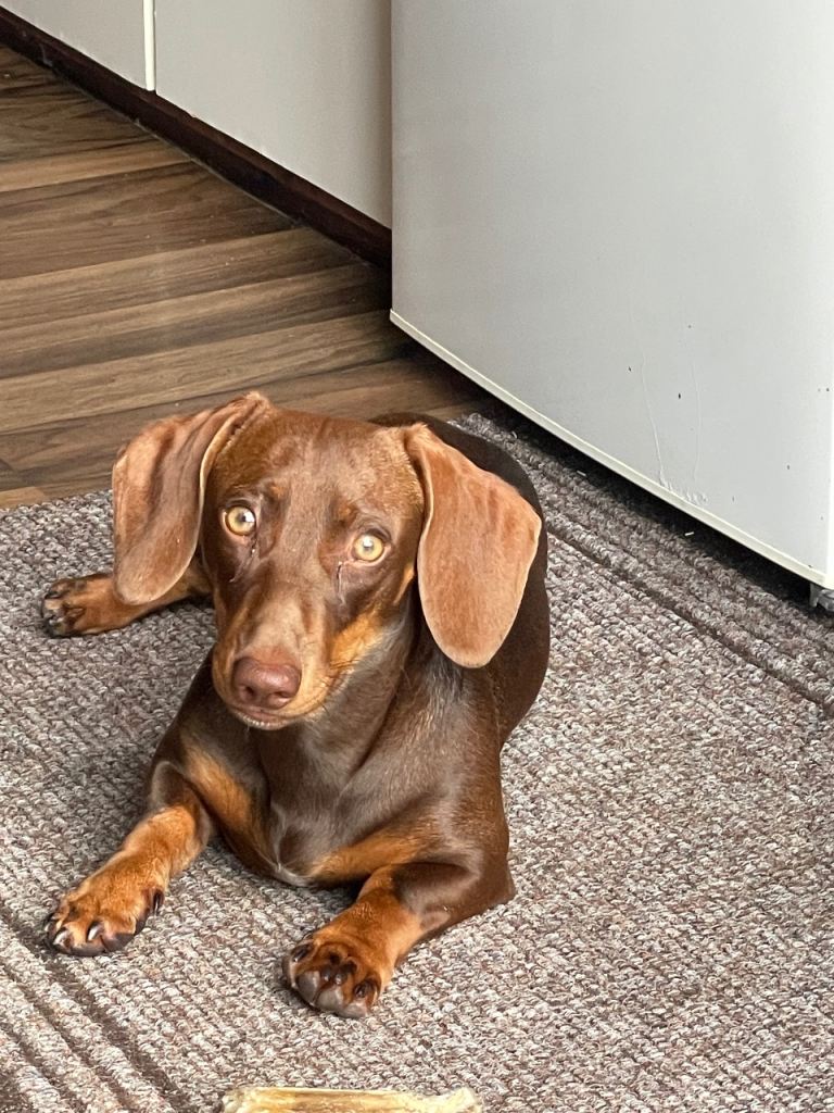 Miniature dachshund 