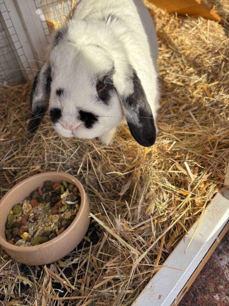 Male rabbits looking for forever home 