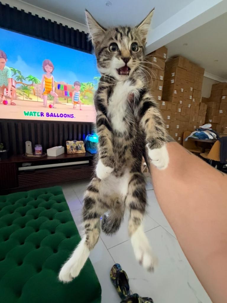 Meet this adorable little gentleman!