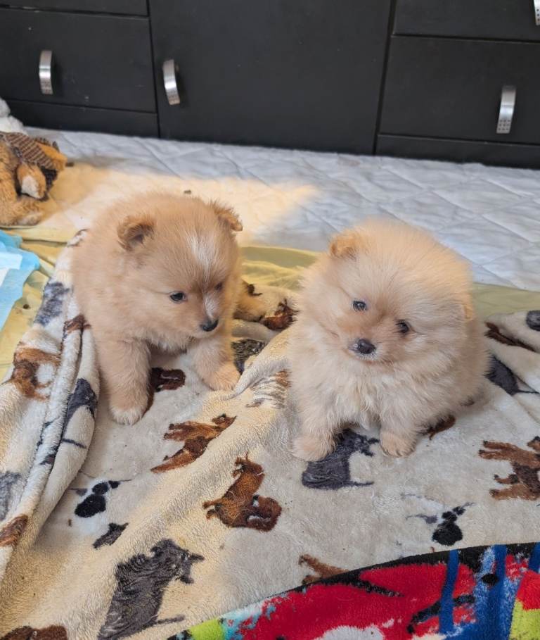 Lovely Pomeranian pups (2 girls)