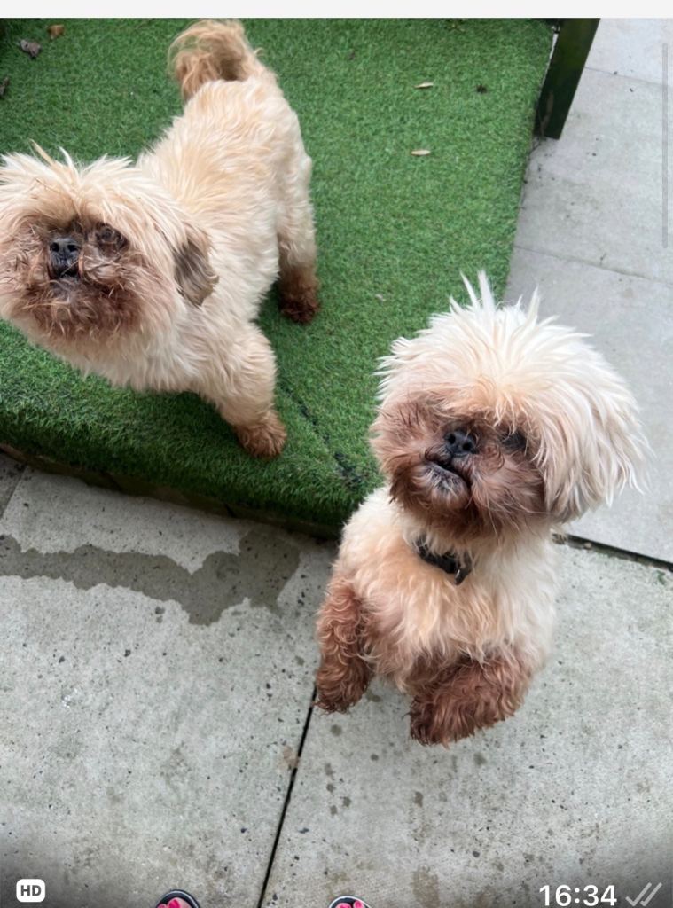  Two Beautiful Shih Tzu Boys Looking for Their Forever Home 🩵