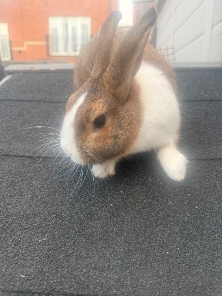 2 baby Rabbits & 1 adult male rabbit