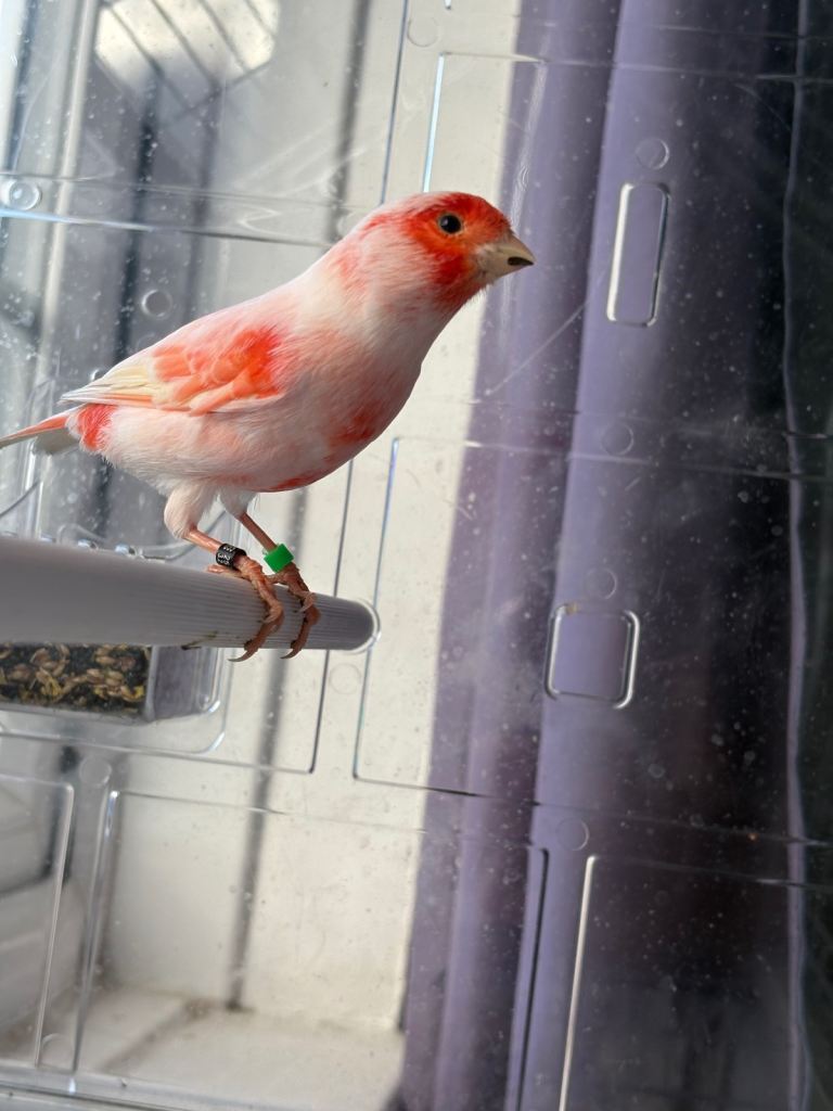 Red mosaic canary bird