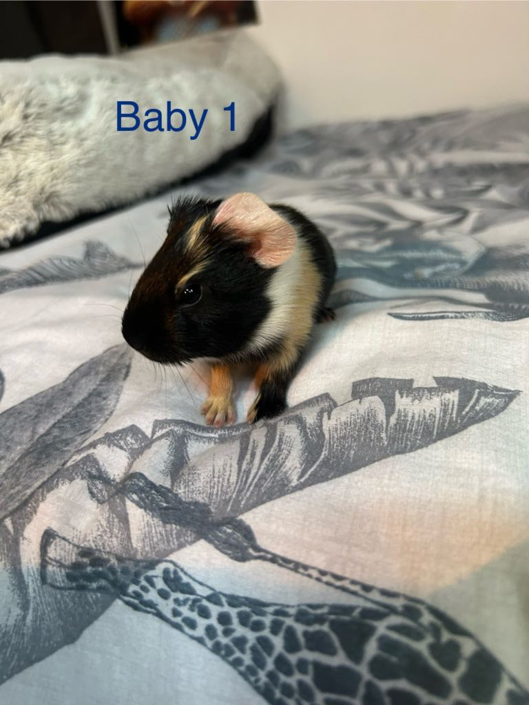 Baby guinea pigs 