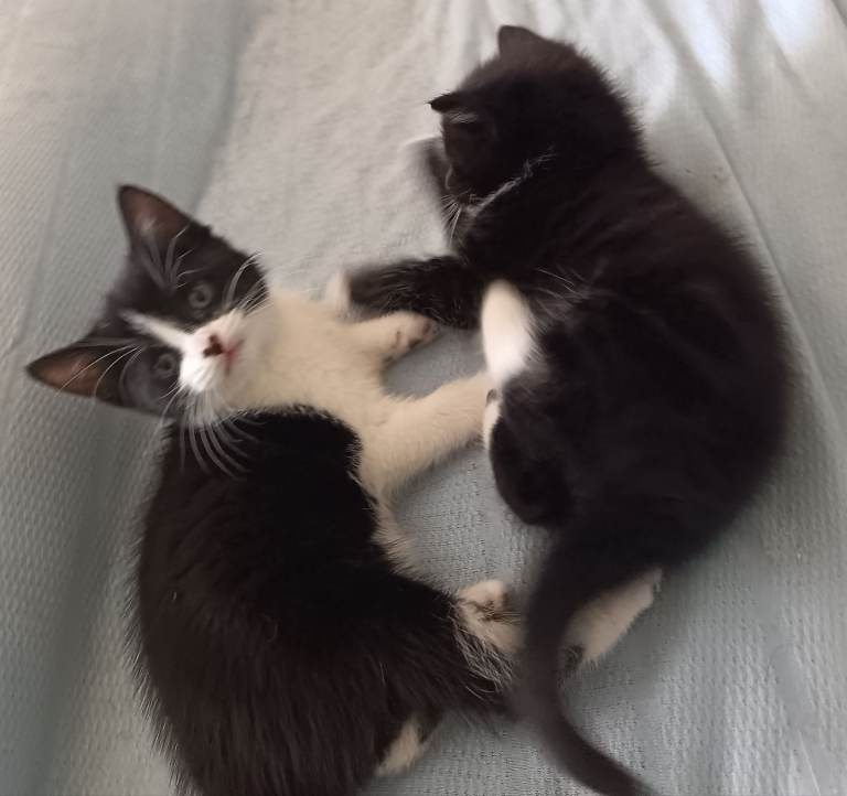  Mixed Russian blue gorgeous & fluffy cute kittens 