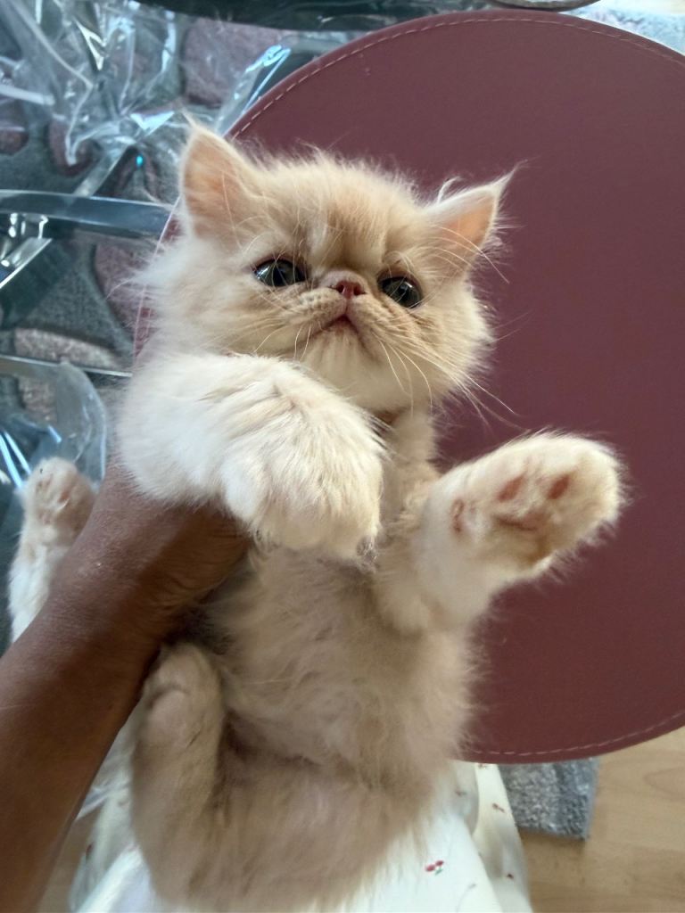 Fluffy Purebred  Persian  Kittens 😍