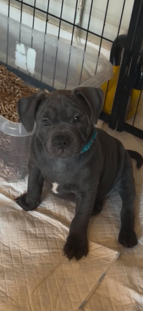 Outstanding. Kc reg staffy pups  