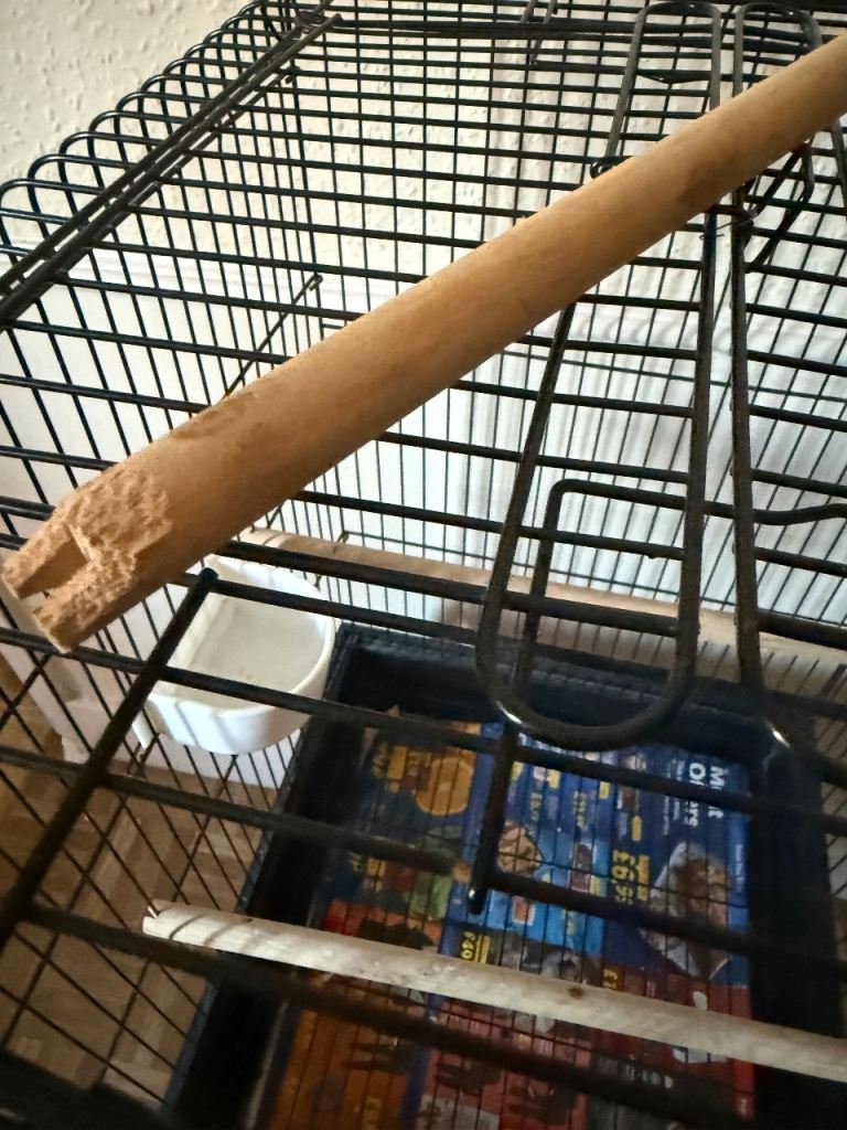 Bird cage