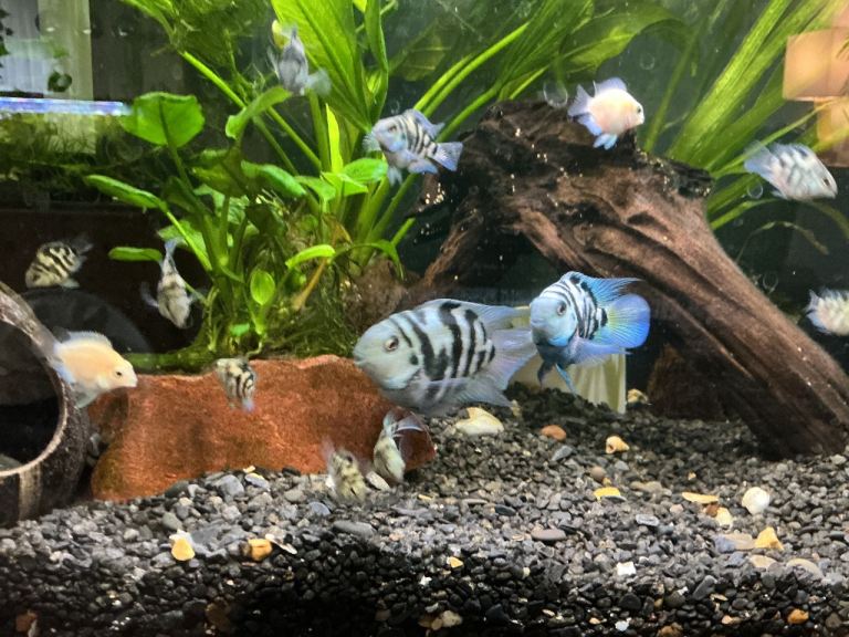 Dwarf Polar Blue Parrots Cichlids 