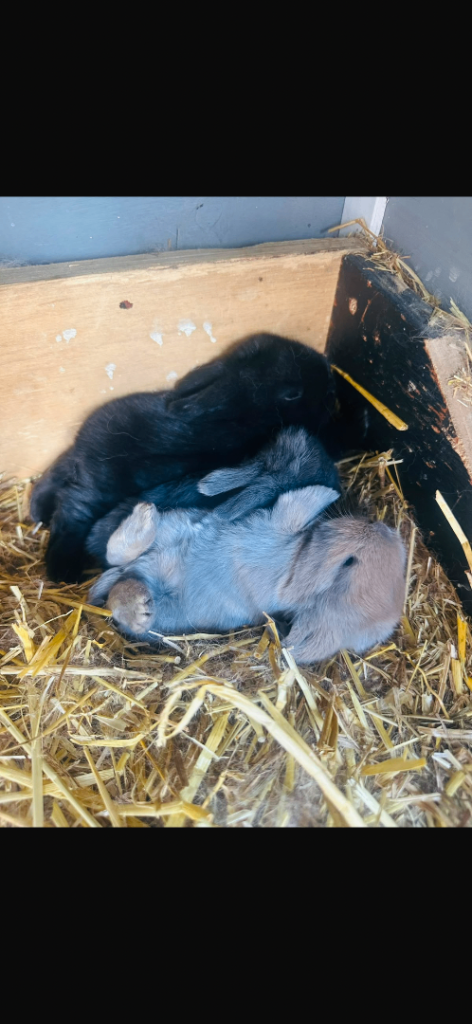 Mini lop bunnies 