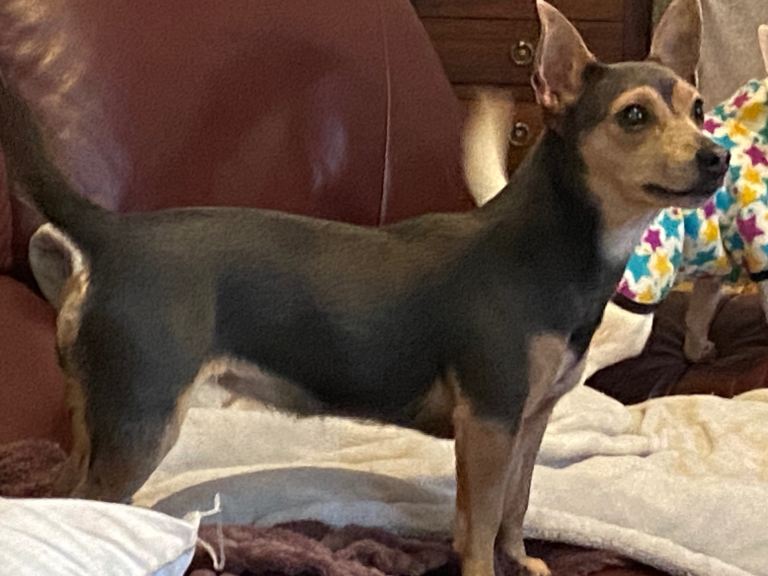 Female Chihuahua x Jack Russell 