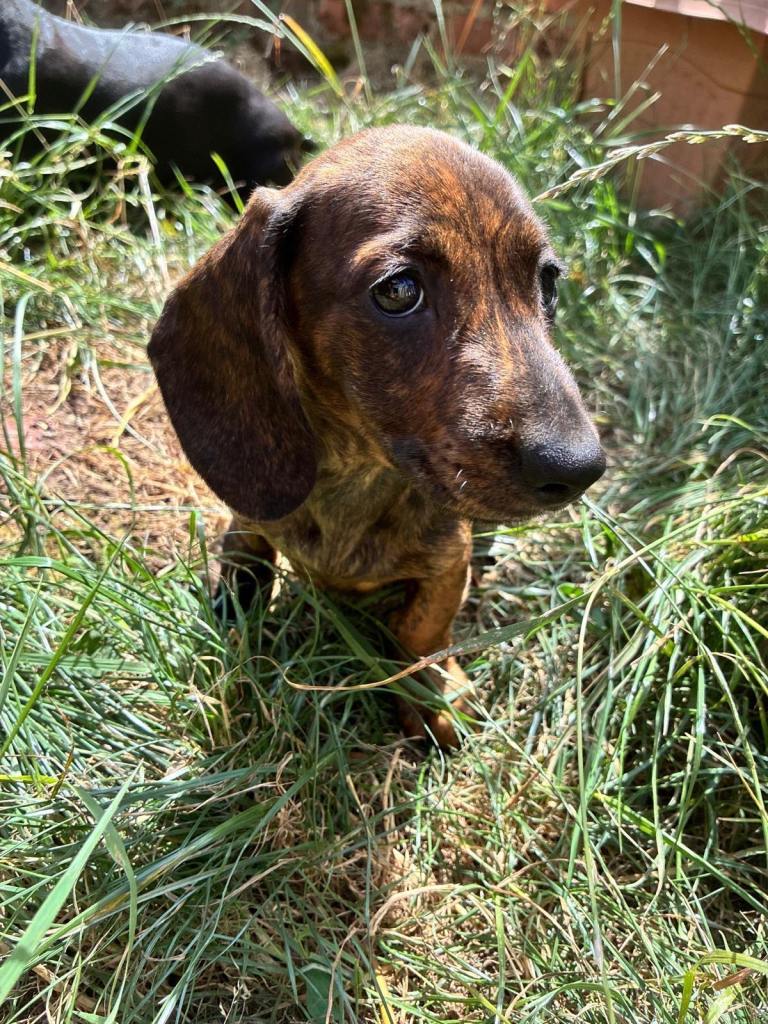 Dachshund 