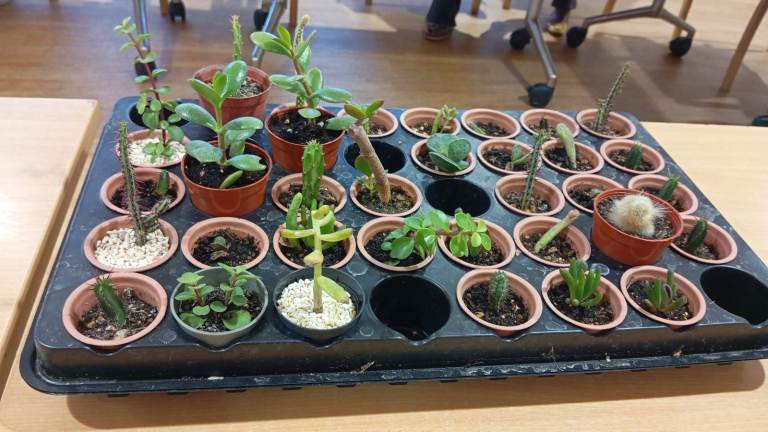 Cactus and succulent 