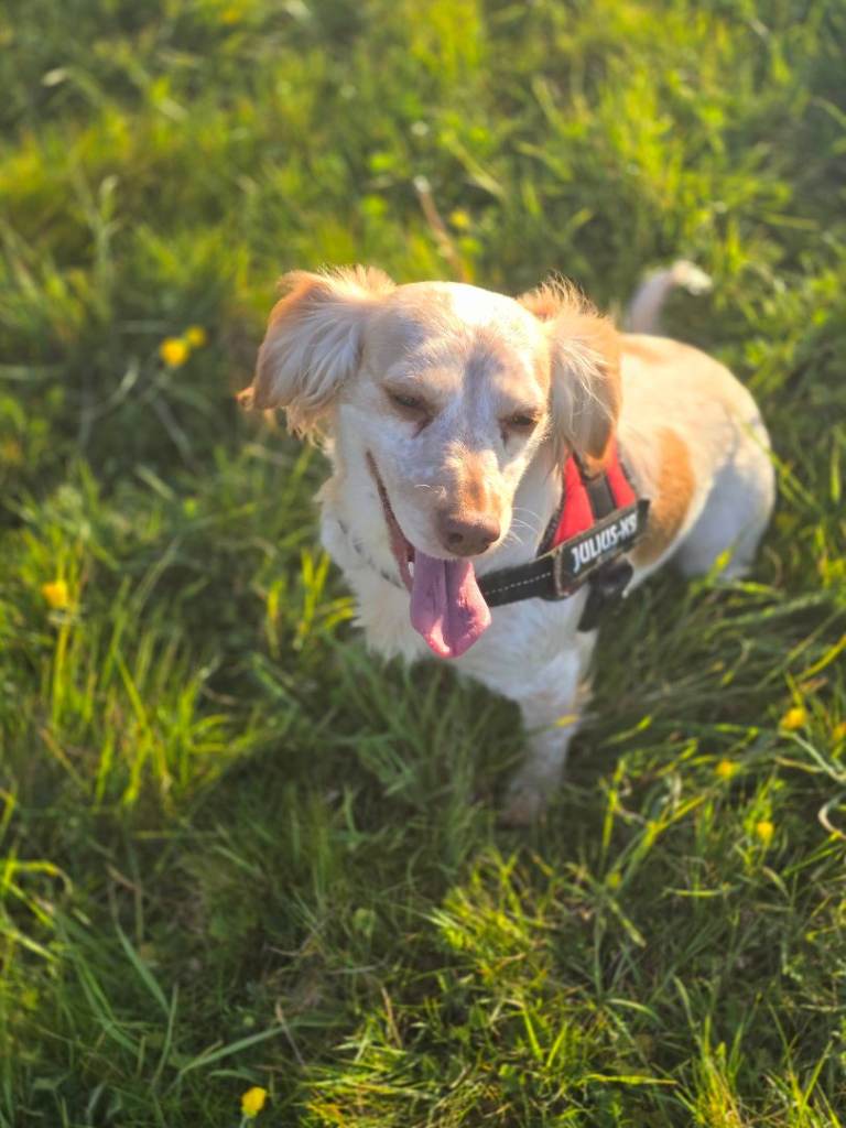  female spaniel
