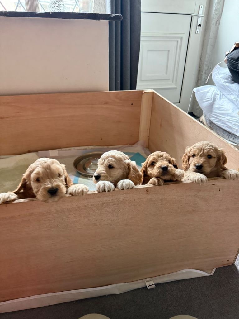 Cockapoo puppies 1 boy & 1 girl left