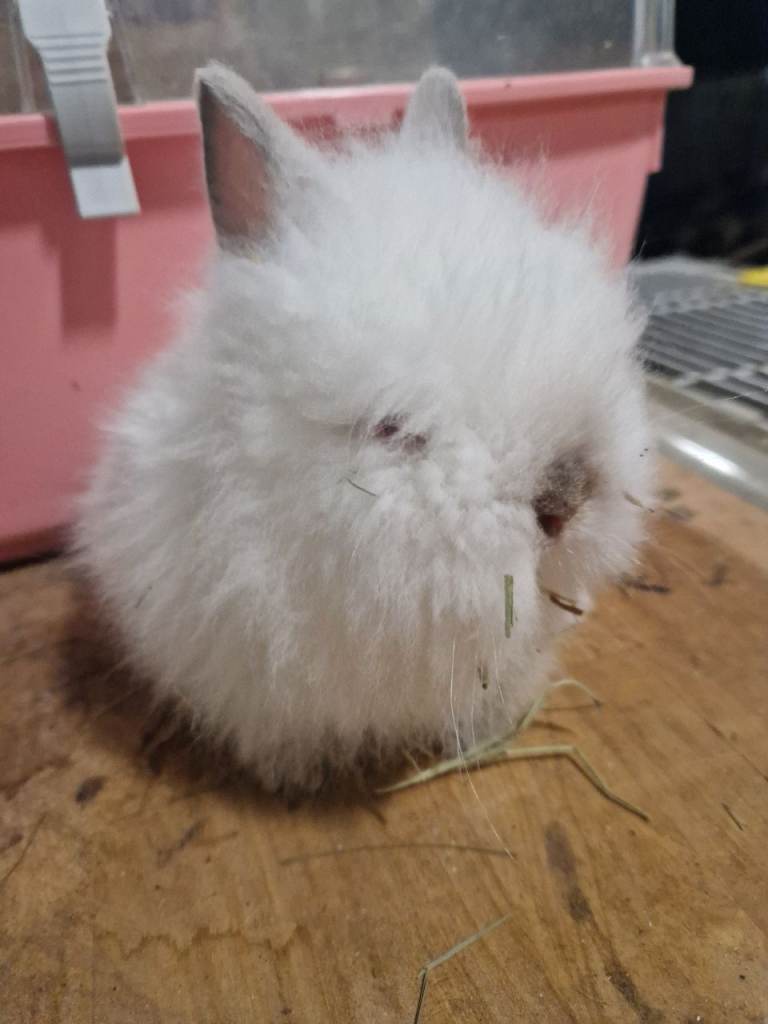 Baby doublemaned lionheads