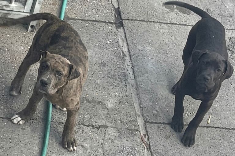 Mastiff mix puppies