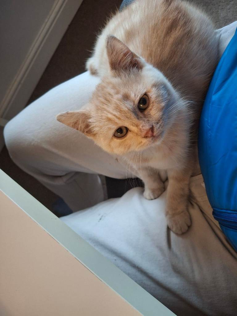 Beautiful Cream British Shorthair Male Kitten inc. £250 of accessories - 15 weeks old