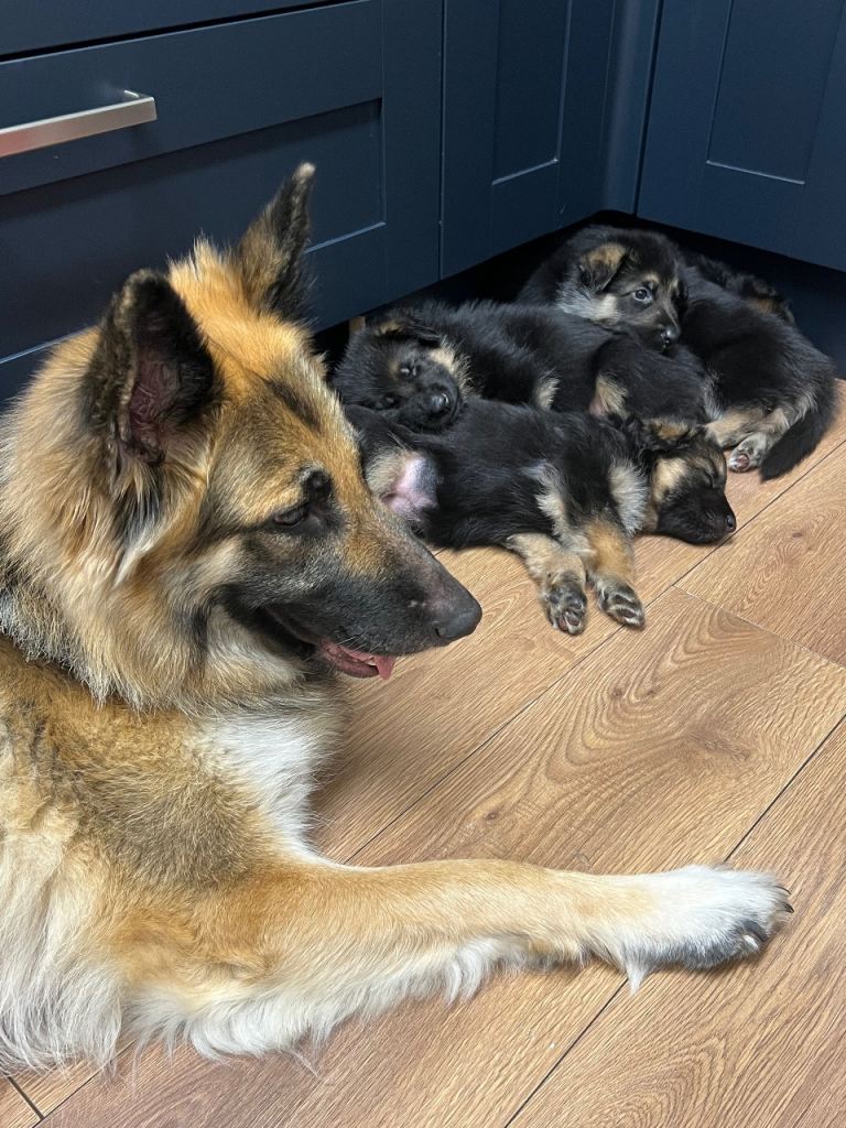 Kc registered German Shepard puppies 