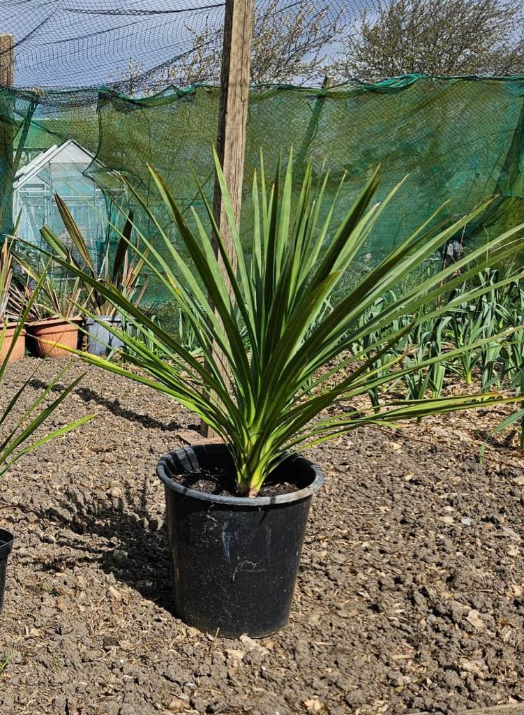 Cornish palm trees,cordyline australis 