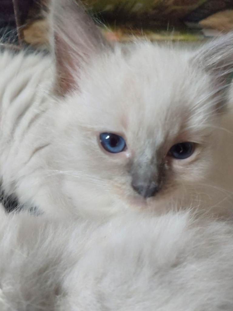 Ragdoll kittens 