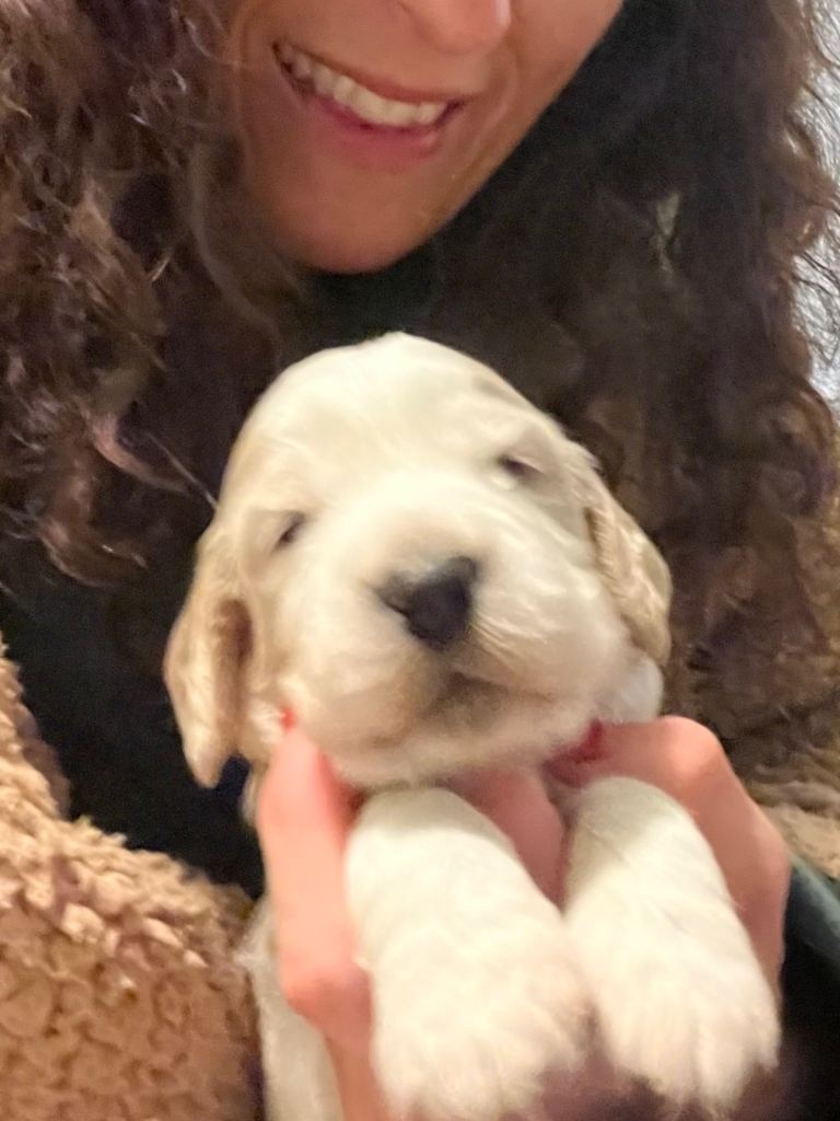 Show line cocker spaniel 