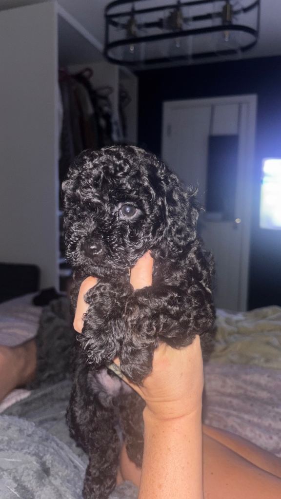 *REDUCED £1550Last boy  Available* F1b Toy Cavapoo pups