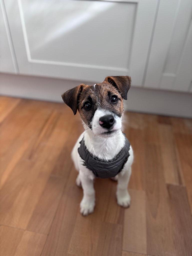 Rehome 