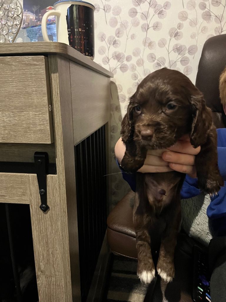 Cocker spaniel puppies for sale 