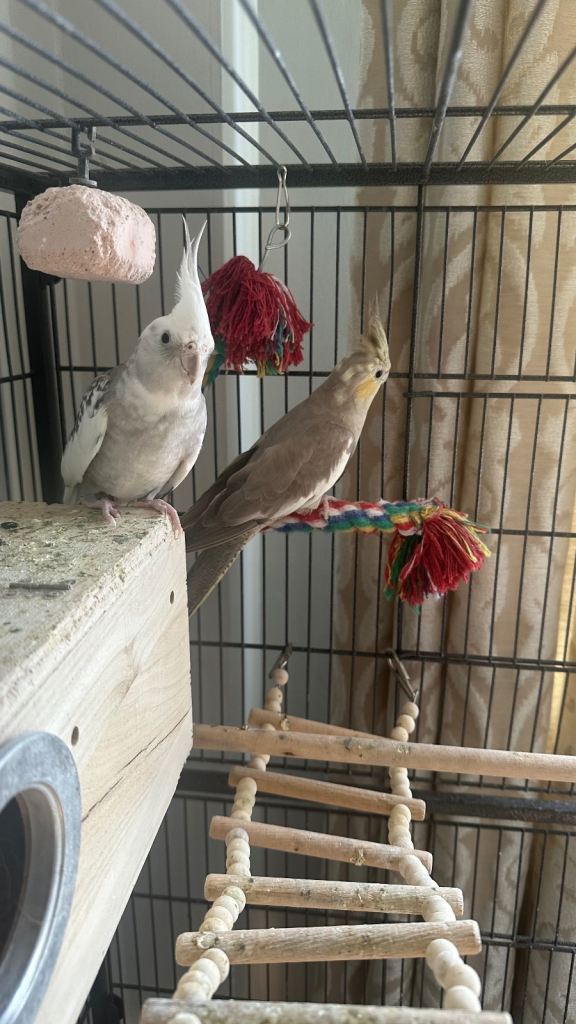 Pair of cockatiel 