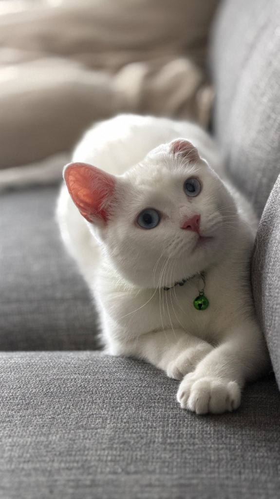 Snowy – Loving 1-Year-Old Turkish Angora Male