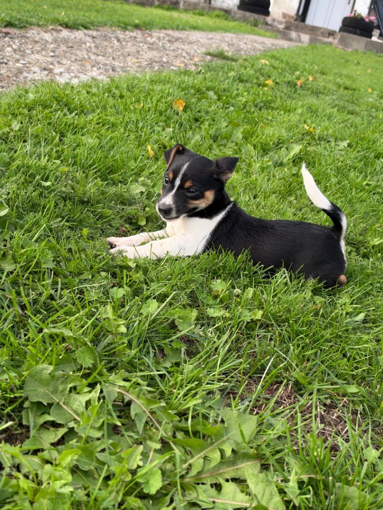 Jack Russell Puppies For Sale 