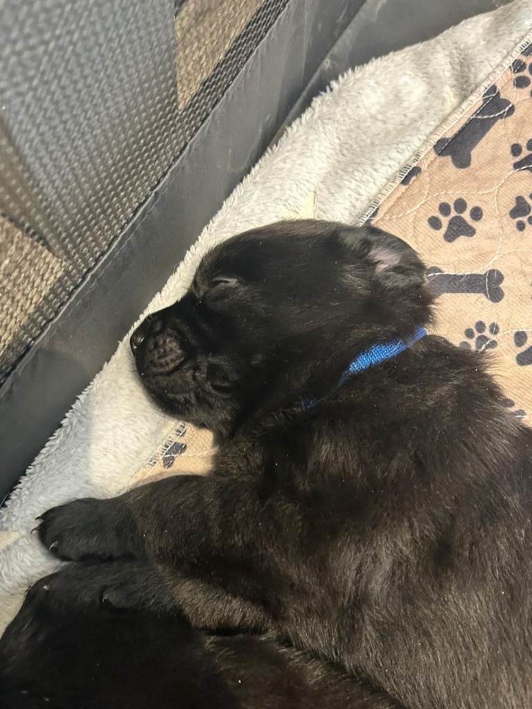 Rottweiler/ labrador  1 girl and 1 boys left