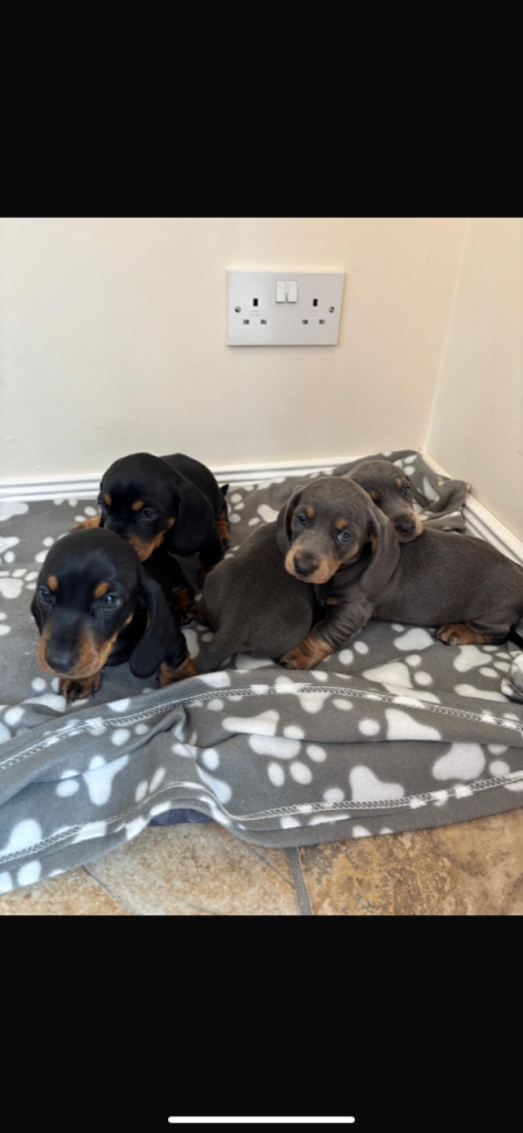 Dachshund puppies 