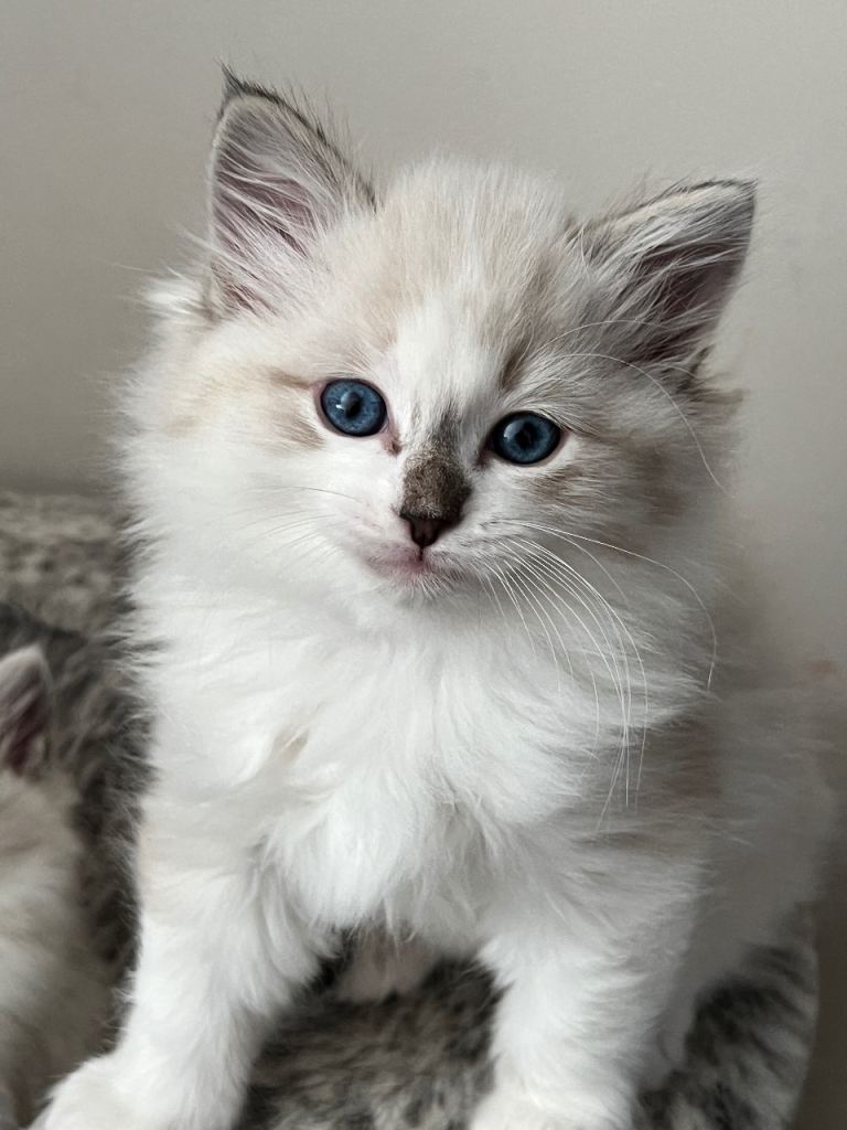 pure ragdoll kittens